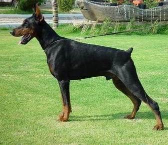 Willy Betelges | Black Doberman Pinscher