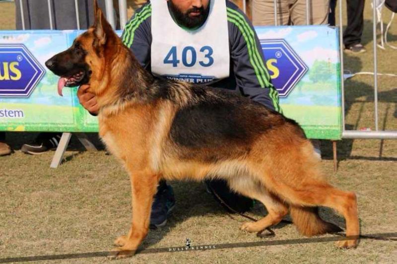 Brandy Vom Blacky Wall | German Shepherd Dog 