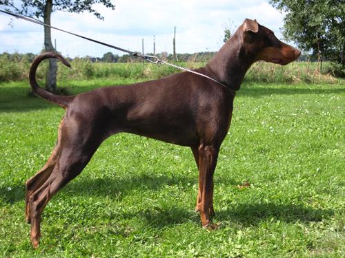 Wyra v. Klingbach | Brown Doberman Pinscher