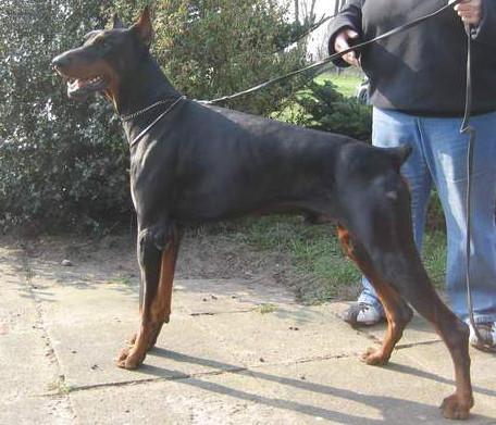 Eiko v. Excalibur | Black Doberman Pinscher