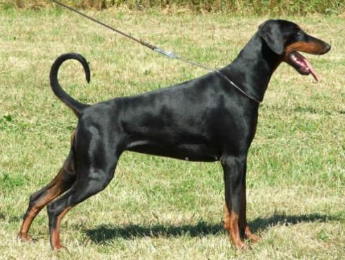 Escada v. Excalibur | Black Doberman Pinscher