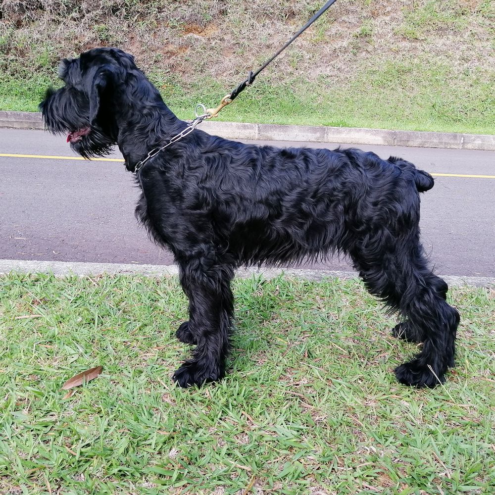 Abril de los Manassevitz | Giant Schnauzer 