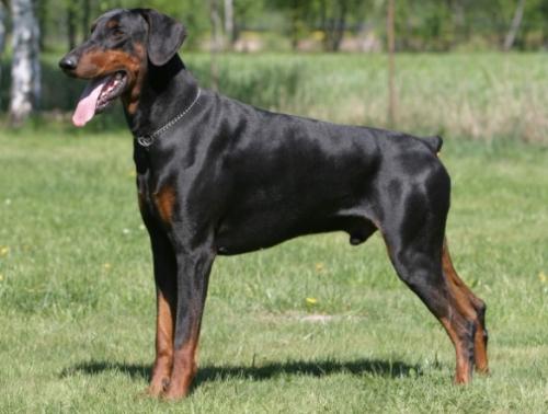 Elb v. Excalibur | Black Doberman Pinscher