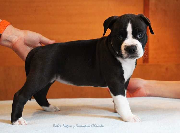 DOLCE NEGRA z Samotni Christa | American Staffordshire Terrier 