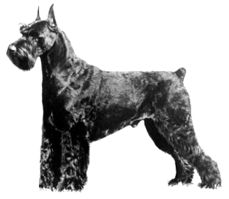 Skansen's Der Figaro V Kobuch | Giant Schnauzer 