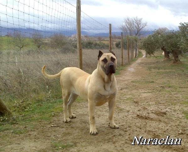 Thais de Casa del Presa | Perro de Presa Canario 