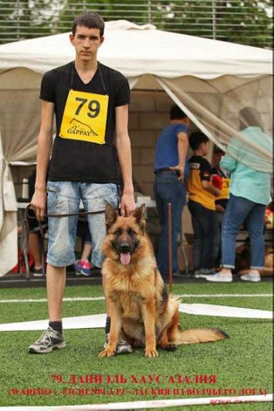 Azaliya vom Daniel Haus | German Shepherd Dog 