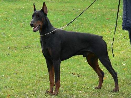 Drago v. Excalibur | Black Doberman Pinscher