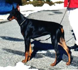 Deborah v. Excalibur | Black Doberman Pinscher