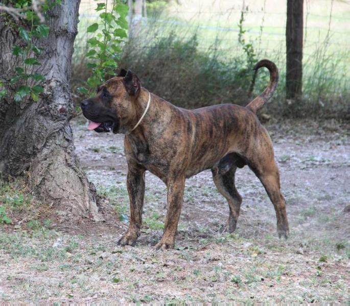Aragorn Gran Campeador Can | Perro de Presa Canario 
