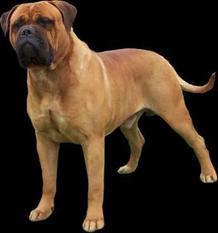 Kugel Barberic Robt E Lee | Bullmastiff 