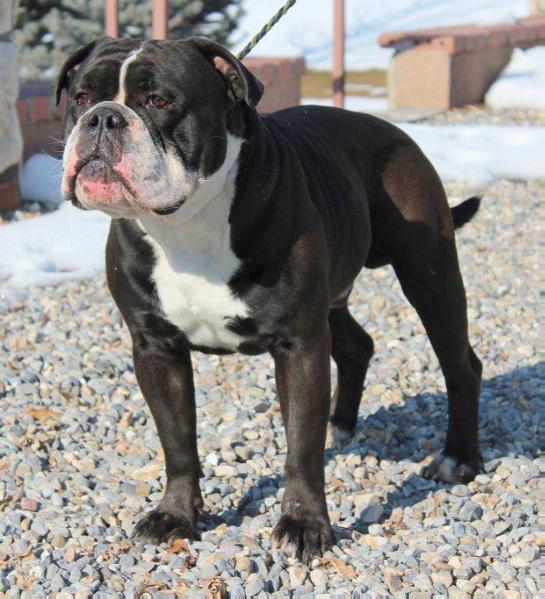 Timpanogos' Wraith | Olde English Bulldogge 