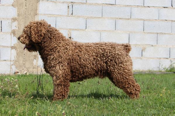 Curripi del Morruo | Spanish Water Dog 