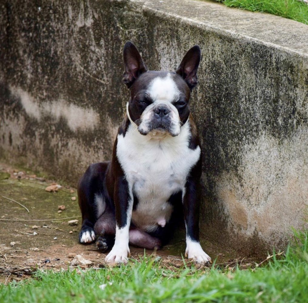 CHERRY TERRAPRETA | Boston Terrier 