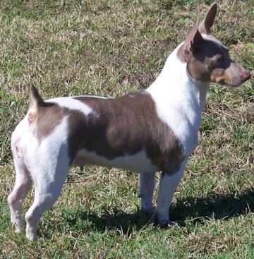 CCK Misty Waters At Brooks | Teddy Roosevelt Terrier 