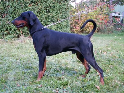 Acid v. Affraninga | Black Doberman Pinscher