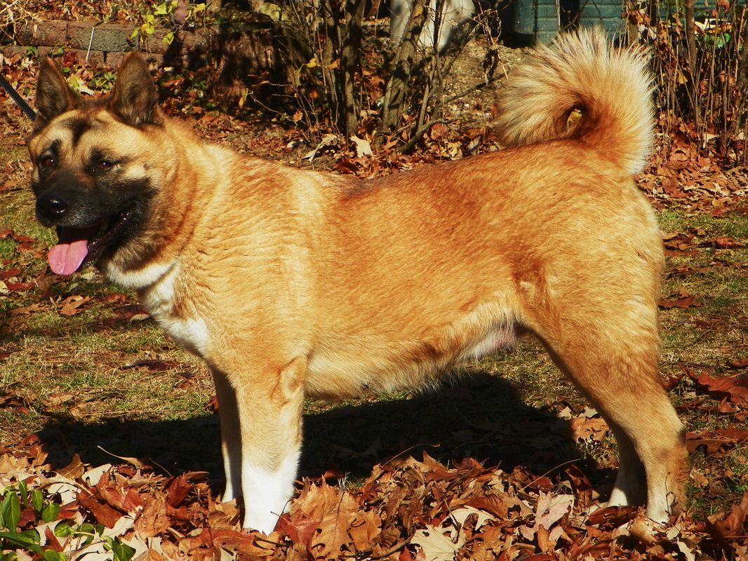 Lady Isabella's Grace | Akita 