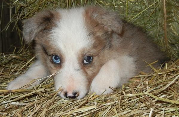 Solonius | Border Collie 