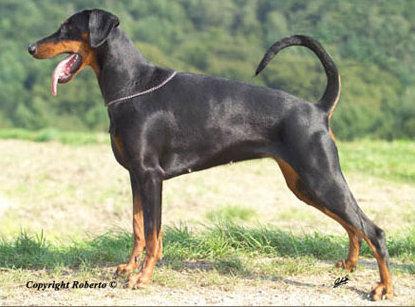 Osiree v. Assindia | Black Doberman Pinscher