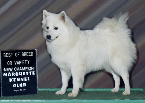 Whytepine Pepes Legacy Trina | American Eskimo Dog 