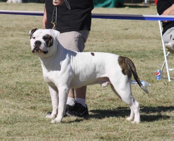 Souza's Megatron of Cowan | American Bulldog 