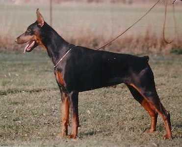 Caipirinha v. Welfengarten | Black Doberman Pinscher