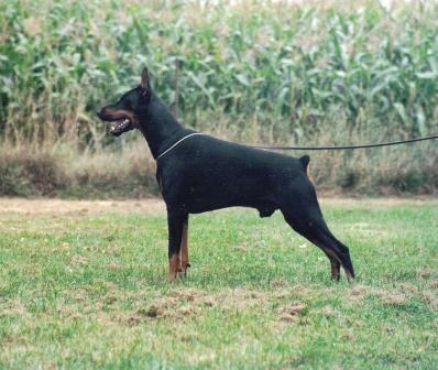 Charmiro v. Welfengarten | Black Doberman Pinscher