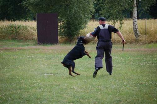 Cash v. Welfengarten | Black Doberman Pinscher