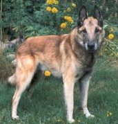 Harald van Balderlo (Malinois) | Belgian Laekenois 