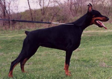 Pret Patricia Piligrimas | Black Doberman Pinscher