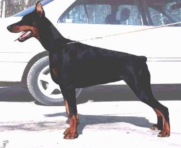 Perri Primadonna Piligrimas | Black Doberman Pinscher