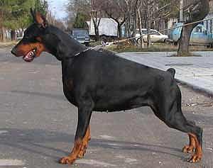 Pepe Pompidu Piligrimas | Black Doberman Pinscher