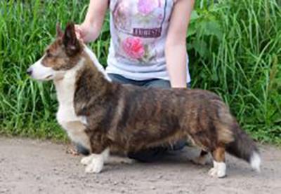 Wind Of Grand Bella | Cardigan Welsh Corgi 