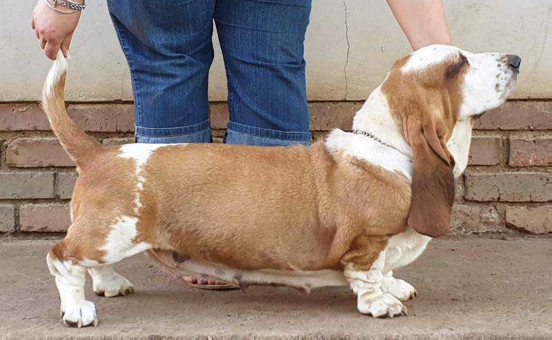 MIDESTINO EVANGELICA | Basset Hound 