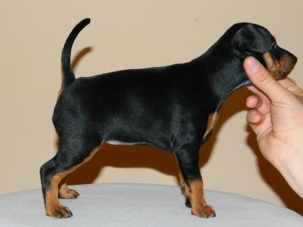 A Wish Come True of Transylvanian Legend | Miniature Pinscher 