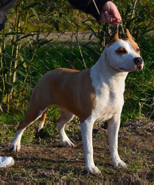 JAMILA SPPED NAYELI ORY | American Staffordshire Terrier 