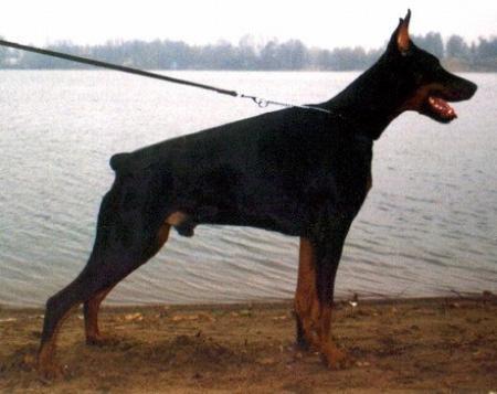 Sant Kreal Solo | Black Doberman Pinscher