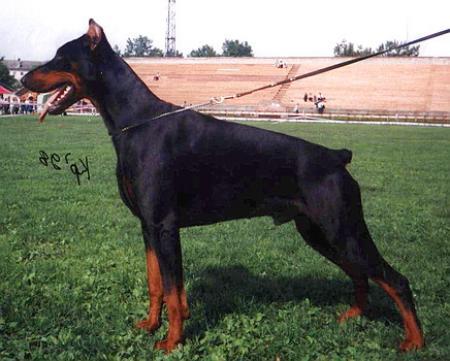 Sant Kreal Zevs Zoltan | Black Doberman Pinscher