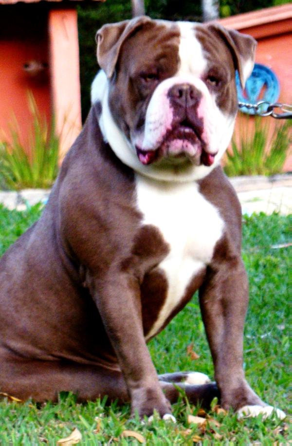 Lilac Edition Dollar of Sunshine Bulls | Olde English Bulldogge 