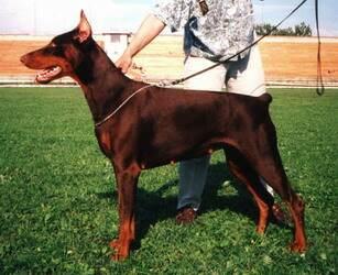 Palladium Bibi Brown | Brown Doberman Pinscher