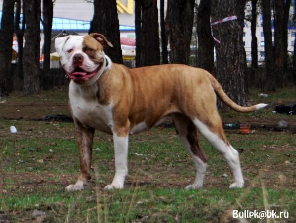 Bessonbulls Barynya | American Bulldog 