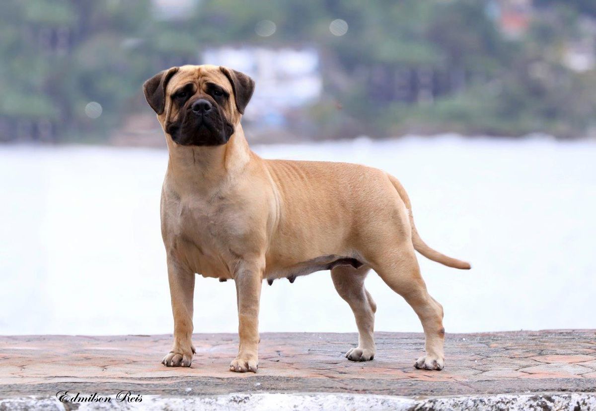 BR Beller Anna | Bullmastiff 