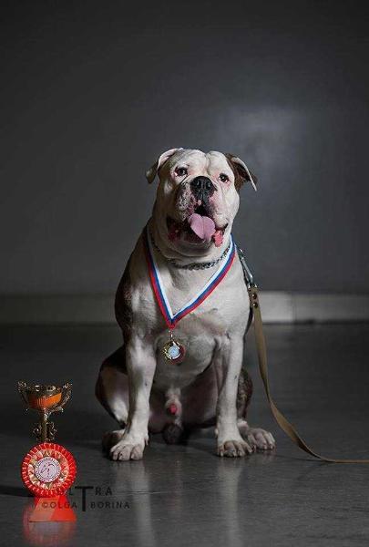 ILAY BORMAN | American Bulldog 