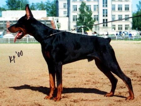 Sant Kreal Ellativ Enarchi | Black Doberman Pinscher