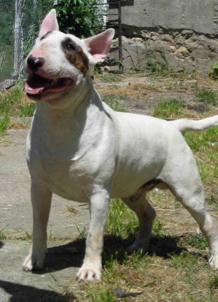 GARGOYLE WILD FIRE CHIFTEIN | Bull Terrier 