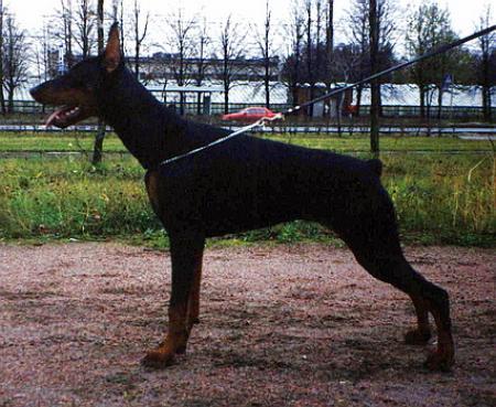 Sant Kreal Elentary | Black Doberman Pinscher