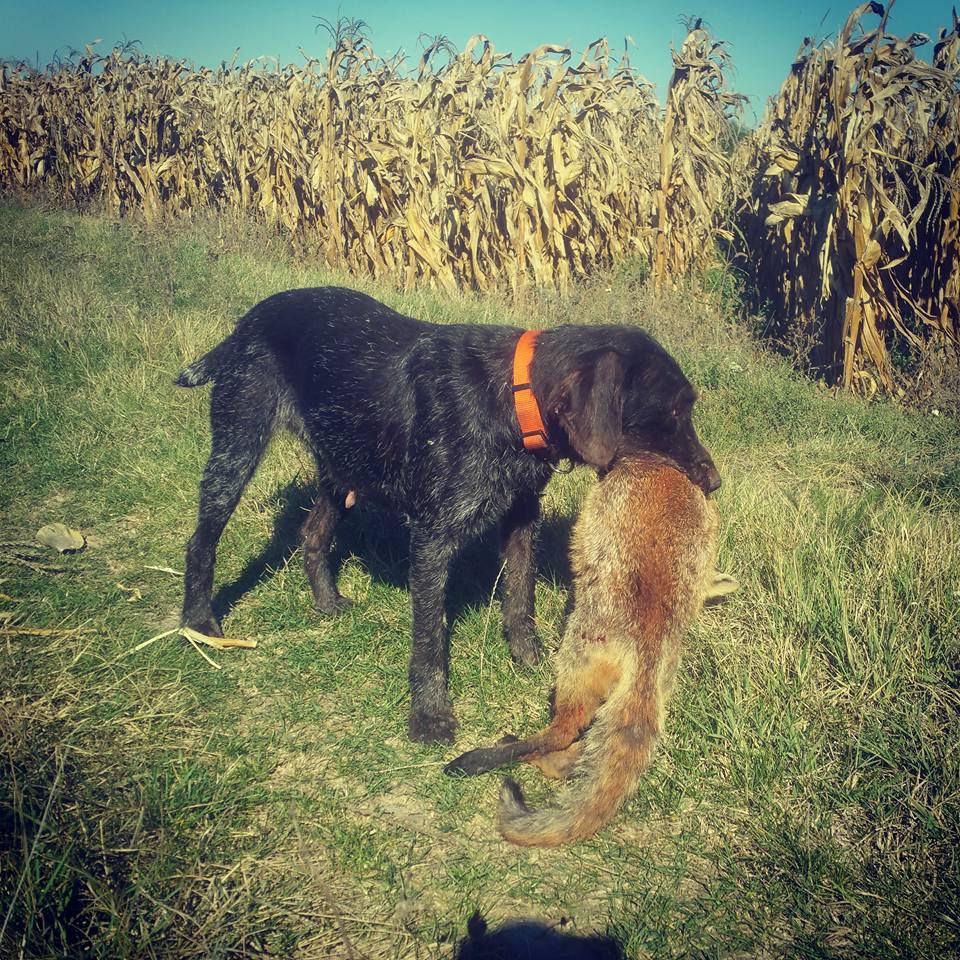 Daria Of Hunting Girl | German Wirehaired Pointer 