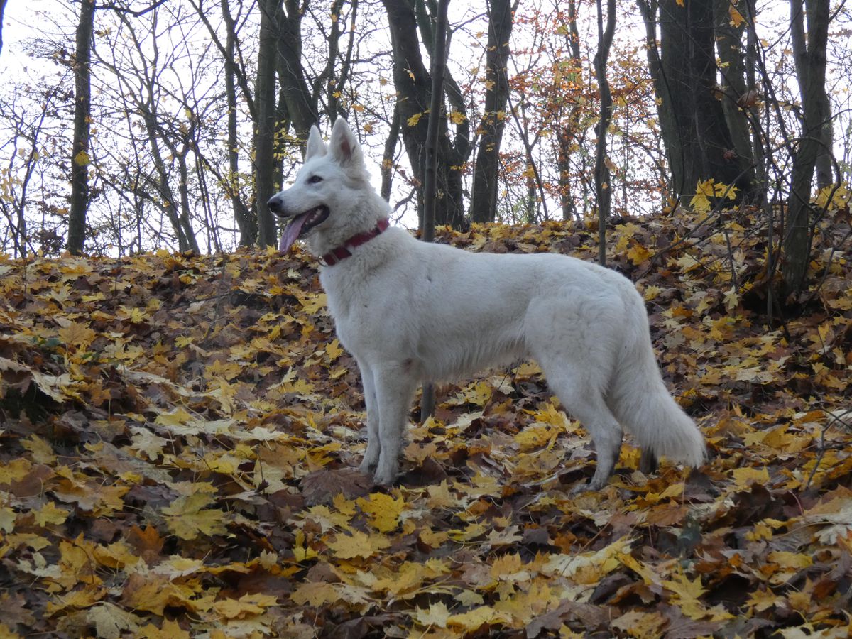 Busola Baltic Wolf | White Swiss Shepherd Dog 