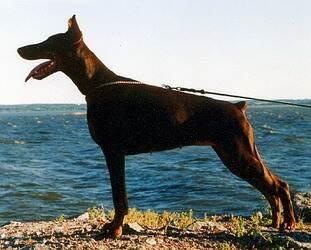 Sant Kreal Erato | Brown Doberman Pinscher
