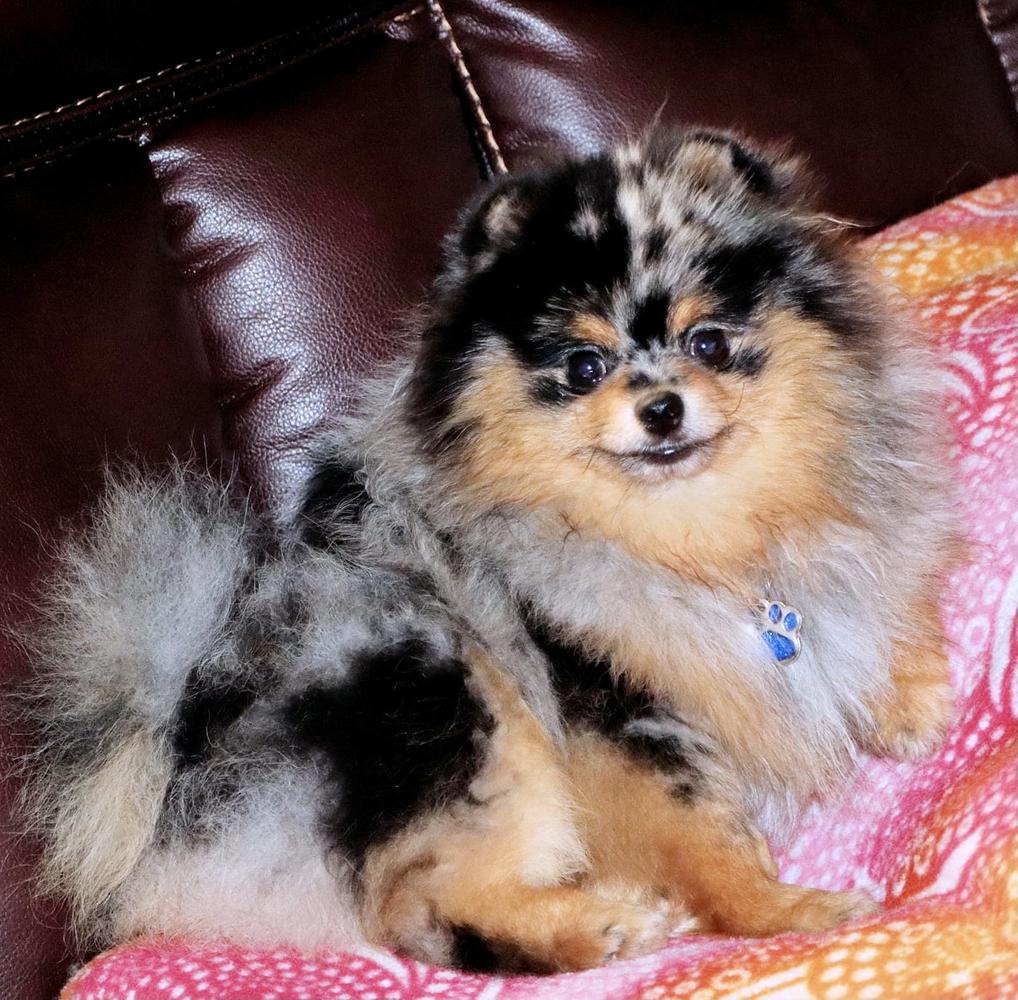 Pom Adore’s Right on the Money | Pomeranian 